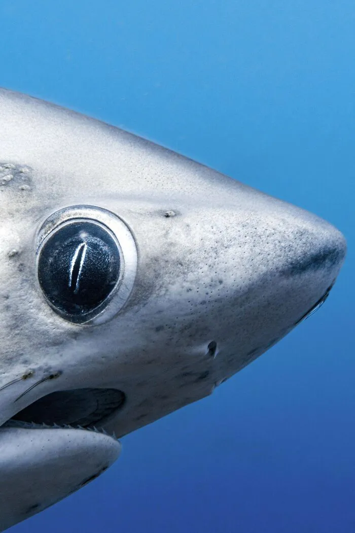 Close-up of a shark's face, highlighting its eye, showcasing a scary ocean creature.