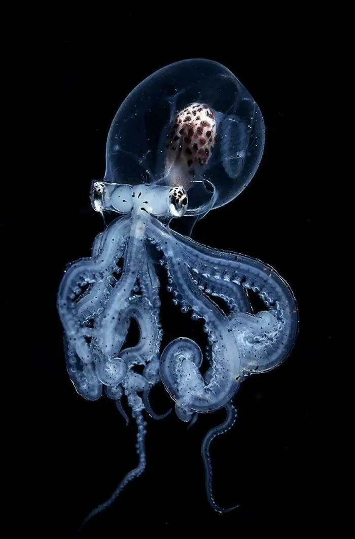 The Wunderpus Octopus