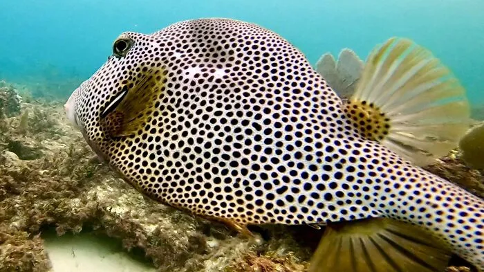 Spotted fish in the ocean, swimming near coral, showcasing marine life.