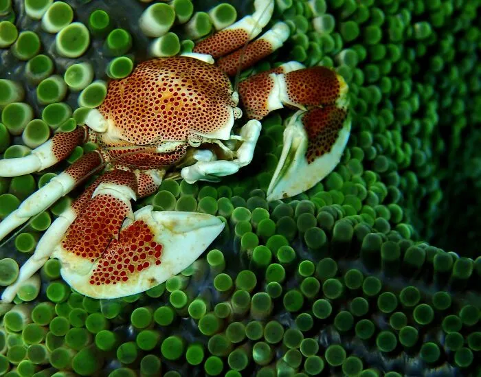 Took A Picture Of This 5-Cm Spotted Porcelain Crab In Malapascua. It Stayed Still Patiently On A Sea Anemone 🥹
