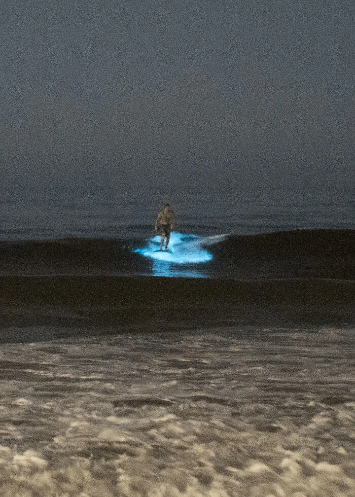🔥 Surfer At Moonlight Beach In San Diego Catching Glowing Waves During A Stunning Bioluminescent Bloom. Shot With A Sony A7sii (F/1.2, 1/200, Iso 20,000). 🔥