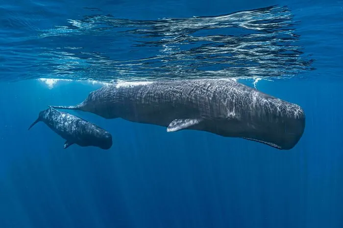 Two large whales swimming gracefully underwater in the ocean depths.