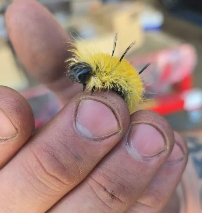 Found This Little Guy In A Fender Well Today