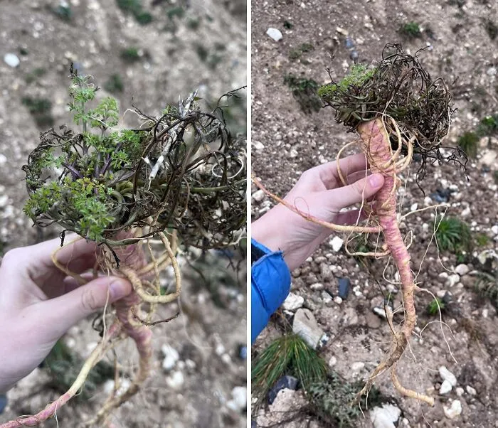 ¿Zanahorias silvestres? Encontradas en la playa del sur de Zelanda, Dinamarca