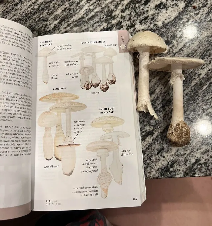 Hongos peligrosos junto a una guía de identificación sobre una mesa de granito.