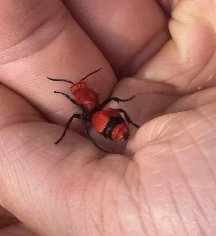 Hormiga roja peligrosa en la mano de una persona, mostrando el riesgo de un insecto en apariencia inofensivo.