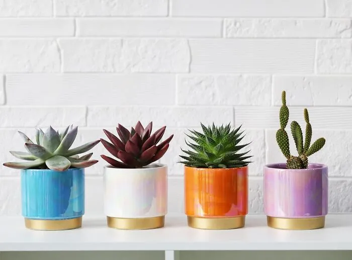 Bring A Touch Of Whimsy And Wonder To Your Indoor Jungle With These <a Style="Display:inline;" Href="Https://Www.amazon.com/Gepege-Succulent-Planter-Drainage-Ceramic/Dp/B0c36wd5cq?pd_rd_w=eo61c&content-ID=amzn1.sym.7379aab7-0dd8-4729-B0b5-2074f1cb413d&pf_rd_p=7379aab7-0dd8-4729-B0b5-2074f1cb413d&pf_rd_r=antqsw2242j6z9838q6y&pd_rd_wg=ybosq&pd_rd_r=5f9ce504-Afe9-4b4b-8dd4-58b2f79505cd&pd_rd_i=b0crb1xbjp&th=1&linkcode=ll1&tag=bpgorilla-20&linkid=aa34b14dba190e30f2c2db8db41b67d8&language=en_us&ref_=as_li_ss_tl" Target="_blank"><span Style="Font: Inherit; Color: #d74b1f;"> Indoor Plant Pots With Rainbow Pearlescent Glazed</Span> That Shimmer, Shine, And Add A Dash Of Magic To Your Green Space