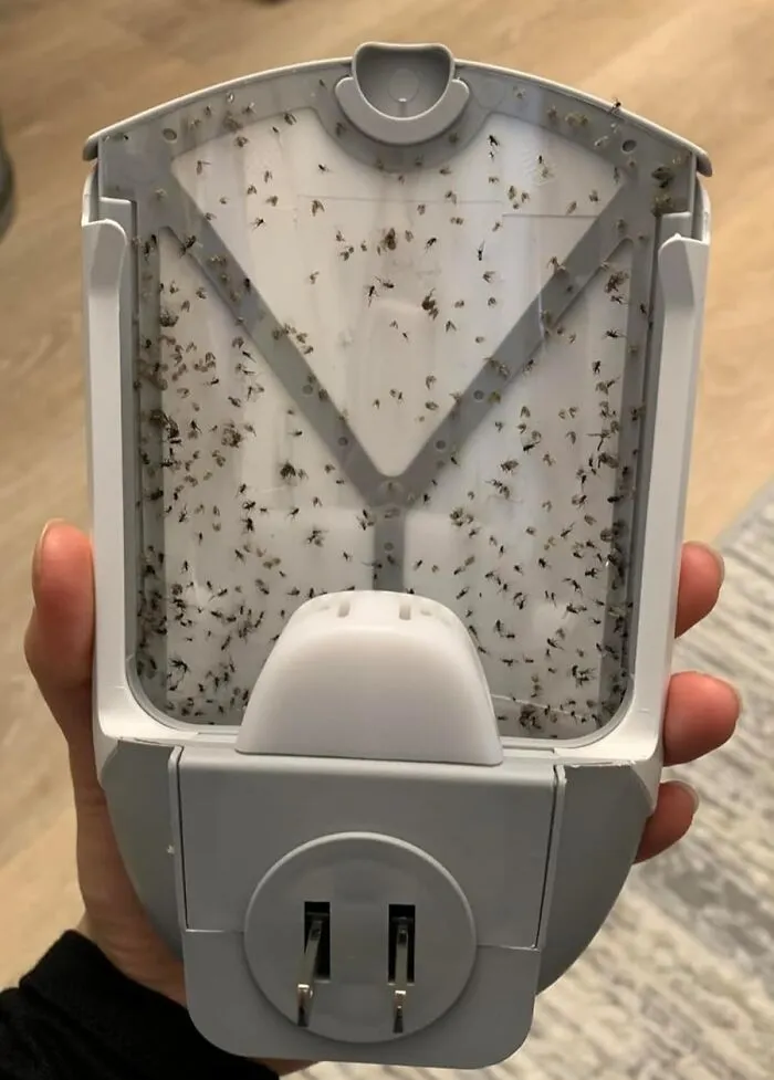 Zap Goodbye To Unwanted Flying Guests With The <a Style="Display:inline;" Href="Https://Www.amazon.com/Electric-Flying-Insect-Trap-Starter/Dp/B07t869rny?ie=utf8&th=1&linkcode=ll1&tag=bpgorilla-20&linkid=b111ece1fc57b2f8b0932f484ff64920&language=en_us&ref_=as_li_ss_tl" Target="_blank"><span Style="Font: Inherit; Color: #d74b1f;"> Indoor Flying Insect Trap</Span>, A Sneaky Bug Catcher That Lures And Eliminates Pesky Mosquitoes, Flies, And Moths, Restoring Peace To Your Indoor Oasis