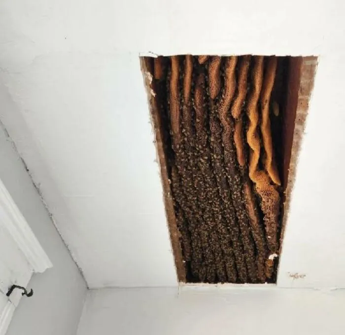 32 kilos de colmena escondidas en el techo de una casa urbana
