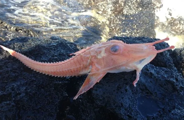 This Thing Exists. Robust Armored Gurnard Satyrichthys Welchi Is A Strange Looking Fish