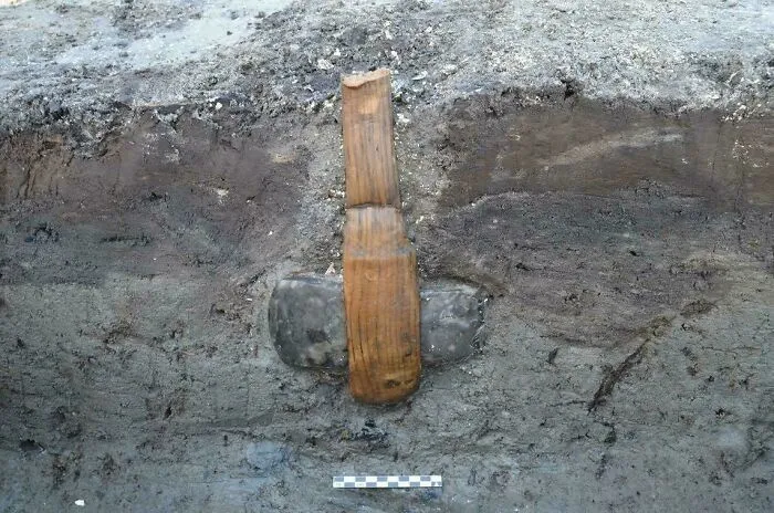 Axe With Intact Shaft Uncovered At Rødbyhavn, Denmark. Dates To The Stone Age, About 5,500 Years Ago