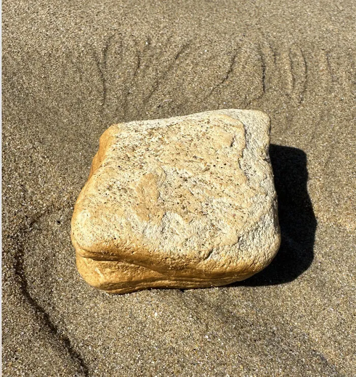 Today I Found A Rock At Ocean Grove Beach That Looked Like A Sandwich