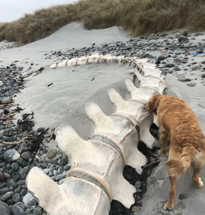 Washed Up Whale Spine