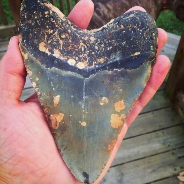 Biggest Megalodon Fossil I Have Found. Found While Diving Off The Coast Of N.c
