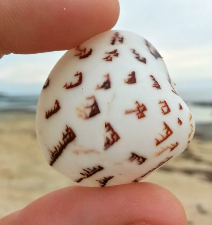 Real Talk I Think I Just Found A Shell With An Ancient Language On It