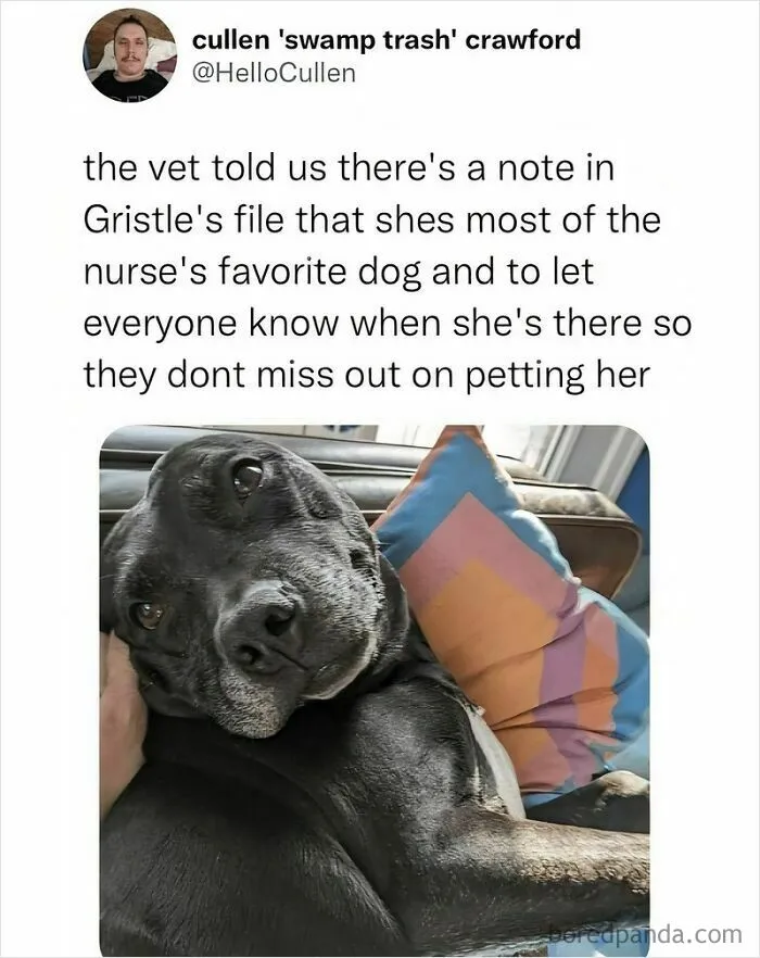 If The World Feels Like A Miserable Place Right Now, These 50 Dog Memes Might Help You Heal
