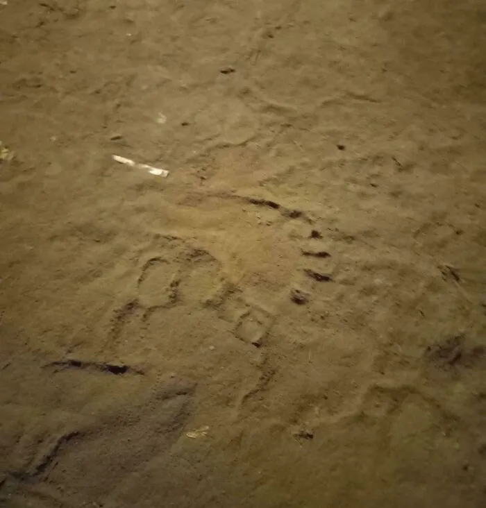 Tuve que entrar en el sótano ayer y la tierra parecía tener grandes huellas en ella. Sólo hay una entrada y está dentro de la casa...