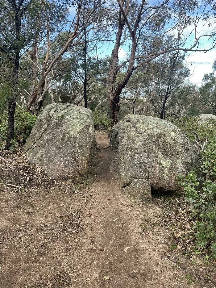 Strongest Desire Path I’ve Ever Seen