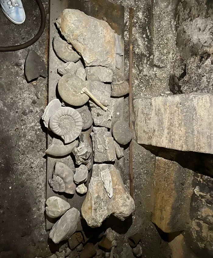 Aparece un hueso de dinosaurio en el sótano de la casa del siglo XV de un amigo en el noreste de Francia