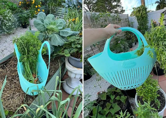 Harvesting Just Got A Whole Lot Easier With The <a Style="Display:inline;" Href="Https://Www.amazon.com/Dp/B01ee94l3o?_encoding=utf8&th=1&linkcode=ll1&tag=bplemon-20&linkid=b8b150493993784692bffbdde017b218&language=en_us&ref_=as_li_ss_tl" Target="_blank"><span Style="Font: Inherit; Color: #d74b1f;"> Garden Colander</Span>, A Brilliant Tool That Streamlines The Process From Garden To Table - You'll Be The Envy Of All Your Gardening Friends