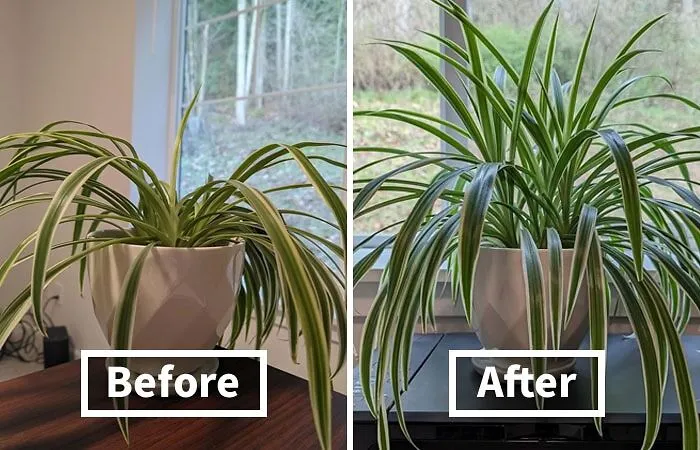 Give Your Houseplants The TLC They Deserve With <a Style="Display:inline;" Href="Https://Www.amazon.com/Miracle-Gro-Indoor-Plant-Spikes-1-1-Ounce/Dp/B019fv2rh8?pd_rd_w=xfu0g&content-ID=amzn1.sym.23e3f38e-3b1c-446d-9cce-2cc73f175b99&pf_rd_p=23e3f38e-3b1c-446d-9cce-2cc73f175b99&pf_rd_r=9waz2db94dc4q6s59e2e&pd_rd_wg=cdpb8&pd_rd_r=e75d4edf-800c-471a-B06d-C112f3bcf348&pd_rd_i=b019fv2rh8&psc=1&linkcode=ll1&tag=bpsnail-20&linkid=02fe159de4bae61d71e0dfd32404b5f4&language=en_us&ref_=as_li_ss_tl" Target="_blank"><span Style="Font: Inherit; Color: #d74b1f;"> Miracle-Gro Indoor Plant Food Spikes</Span>, A Convenient And Mess-Free Way To Deliver Essential Nutrients, Promoting Healthy Growth And Vibrant Blooms