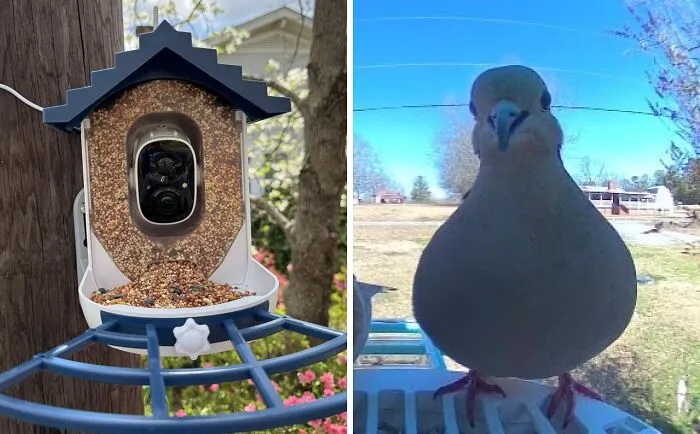Let Mom Get All The Neighborhood Bird Gossip Directly, Plus Cute Photos, Thanks To This High-Tech <a Style="Display:inline;" Href="Https://Www.amazon.com/Identify-Watching-Powered-Backyard-Blue/Dp/B0db5qsrs9?ie=utf8&th=1&linkcode=ll1&tag=bpdog-20&linkid=b9b1c1854cdbc3be9378f312a2881377&language=en_us&ref_=as_li_ss_tl" Target="_blank"><span Style="Font: Inherit; Color: #d74b1f;"> Birdfeeder With Camera </Span>