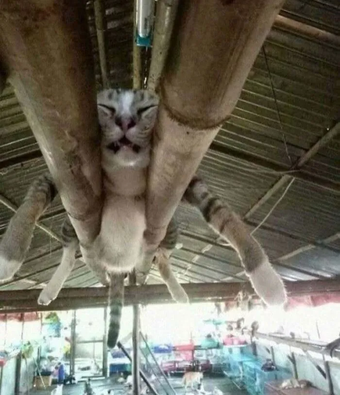 50 Cat Pics That Might Make Your Day A Little Better