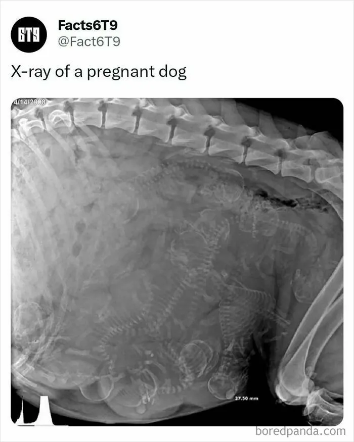 30 Surprising Random Facts You Didn’t Know You Needed, Shared On This IG Page