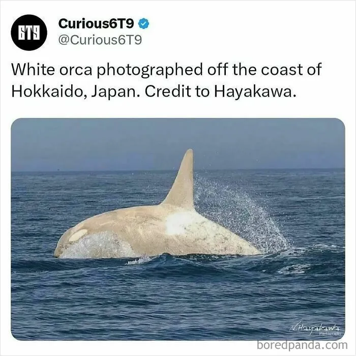 30 Surprising Random Facts You Didn’t Know You Needed, Shared On This IG Page