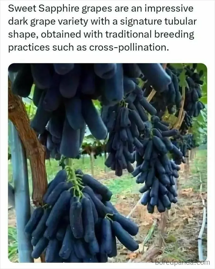 30 Surprising Random Facts You Didn’t Know You Needed, Shared On This IG Page