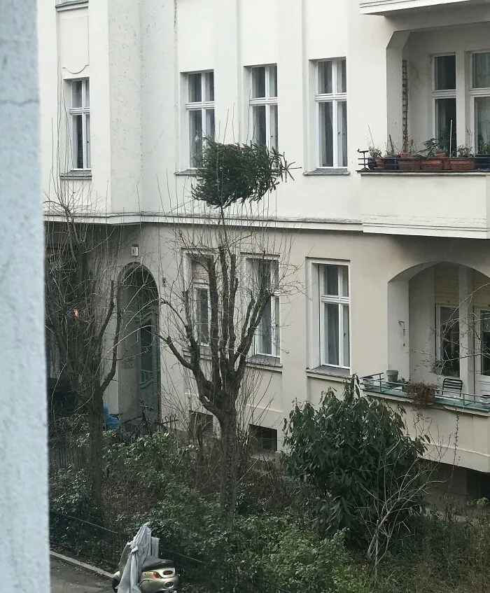 Tree mistakenly trimmed to look like a bush in front of an apartment building, likely causing someone's worse day.
