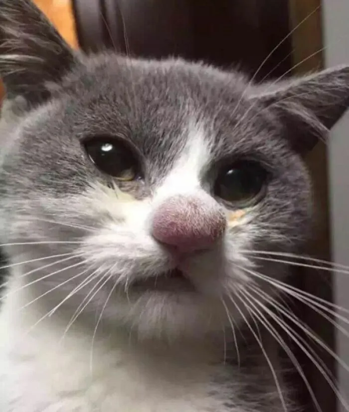 Al pobre le ha picado una abeja, aunque se ve muy gracioso