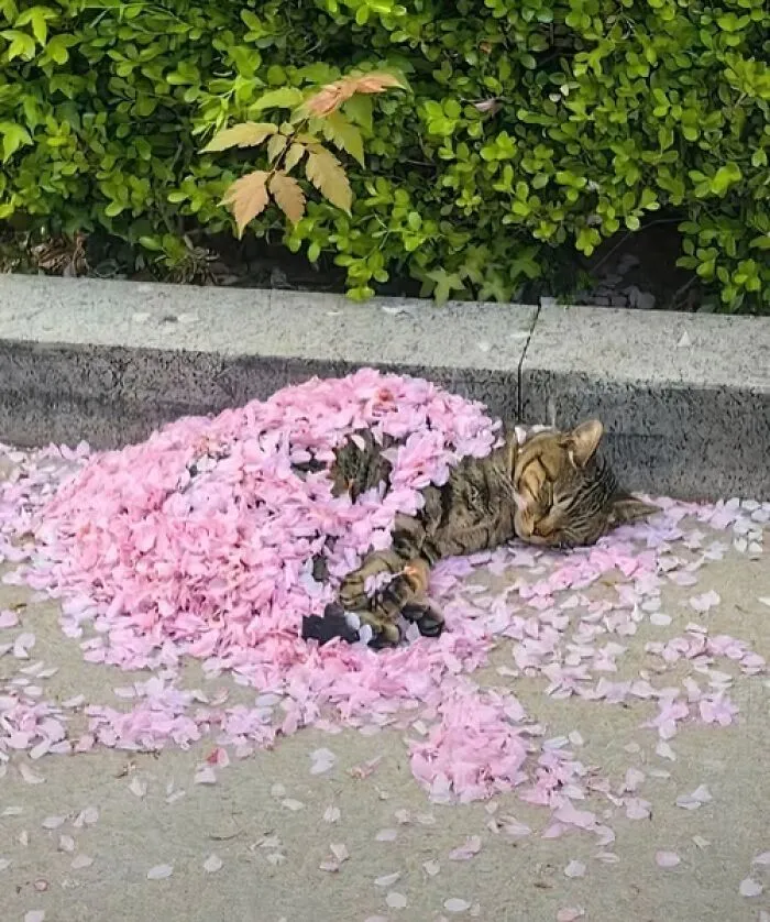 50 «Imágenes importantes de animales» que te harán sonreír (nuevas fotos)