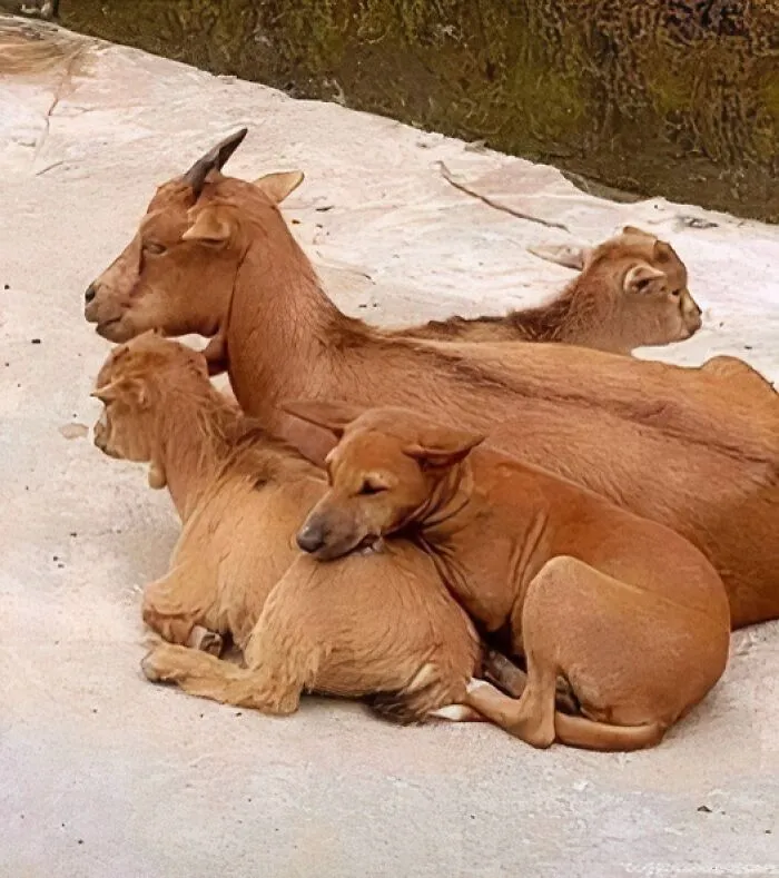 50 «Imágenes importantes de animales» que te harán sonreír (nuevas fotos)