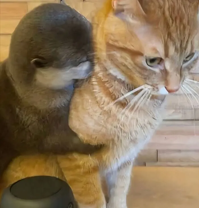 50 «Imágenes importantes de animales» que te harán sonreír (nuevas fotos)