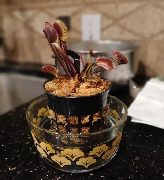 Your Houseplants May Be Cute, But This <a Style="Display:inline;" Href="Https://Www.amazon.com/Adult-Sized-Venus-Flytrap-Carnivorous/Dp/B005l9yn6m?ie=utf8&linkcode=ll1&tag=bpmoose-20&linkid=62a7c09569a2f4c44c8715cff1bcb49d&language=en_us&ref_=as_li_ss_tl" Target="_blank"><span Style="Font: Inherit; Color: #d74b1f;"> Venus Flytrap </Span> Is Out Here Playing Bug-Snacking Bouncer Like It's Guarding The Vip Section Of Your Windowsill Club