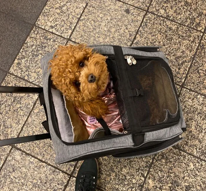 Let Your Furry Vip Roll Through The Terminal In Style (And Without Effort, Obviously) Using <a Style="Display:inline;" Href="Https://Www.amazon.com/Kopeks-Deluxe-Backpack-Travel-Carrier/Dp/B07pqx1hzv?ie=utf8&th=1&linkcode=ll1&tag=bpiguana-20&linkid=9b78fa70bff871b502a16810e525b93c&language=en_us&ref_=as_li_ss_tl" Target="_blank"><span Style="Font: Inherit; Color: #d74b1f;"> A Pet Backpack With Wheels </Span> While You, The Humble Chauffeur, Handle The Actual Chaos Of Travel