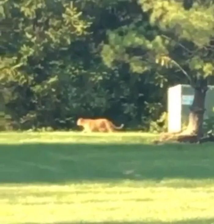 A Big Cat Freaks Out People In Ohio