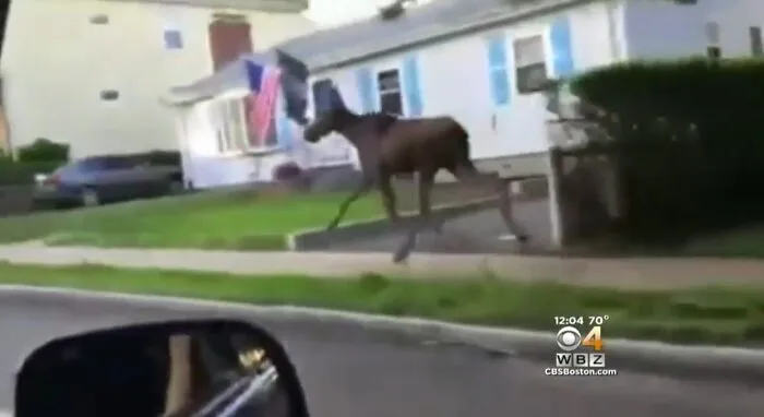 A Moose Gets Loose In Massachusetts