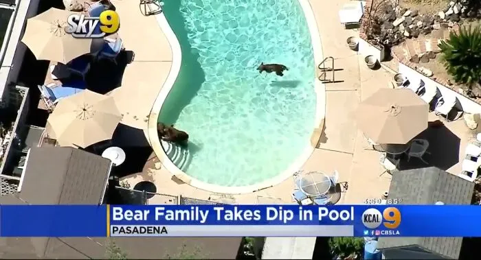 Three Bears Go For A Swim In A Pasadena Pool