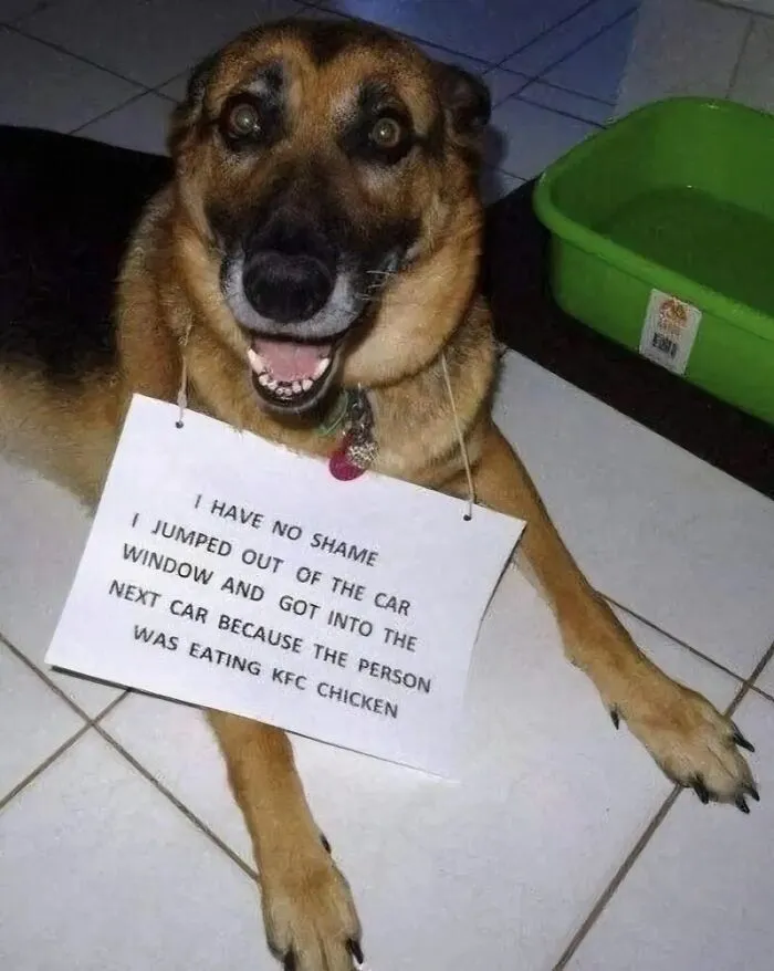 If The World Feels Like A Miserable Place Right Now, These 50 Dog Memes Might Help You Heal