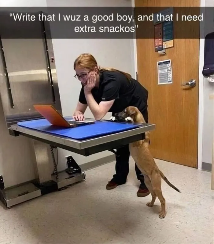 If The World Feels Like A Miserable Place Right Now, These 50 Dog Memes Might Help You Heal