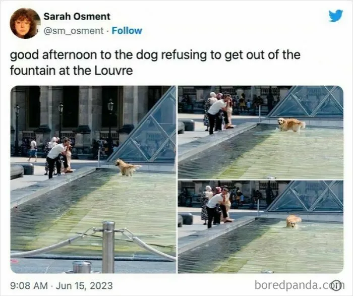If The World Feels Like A Miserable Place Right Now, These 50 Dog Memes Might Help You Heal