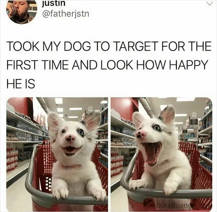 If The World Feels Like A Miserable Place Right Now, These 50 Dog Memes Might Help You Heal