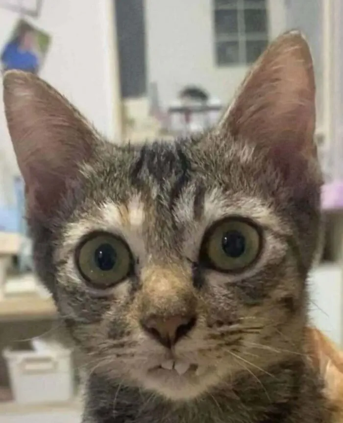 50 Cat Pics That Might Make Your Day A Little Better