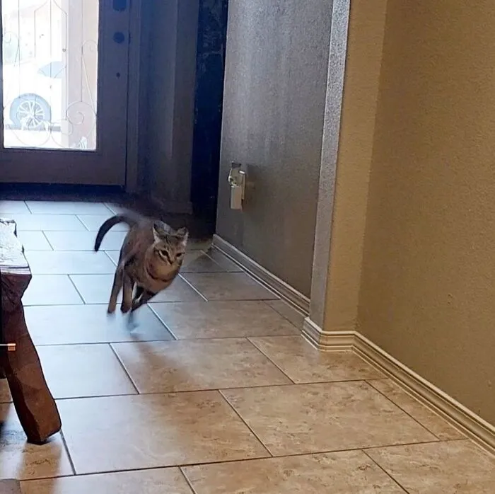 45 Adorable Cats Getting Ready For Takeoff With Their Aeroplane Ears From This Dedicated Page