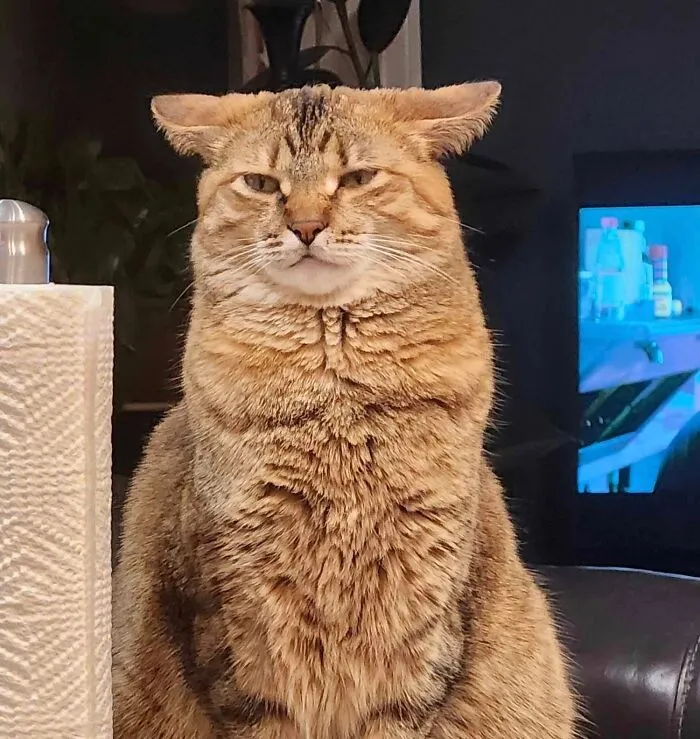 45 Adorable Cats Getting Ready For Takeoff With Their Aeroplane Ears From This Dedicated Page