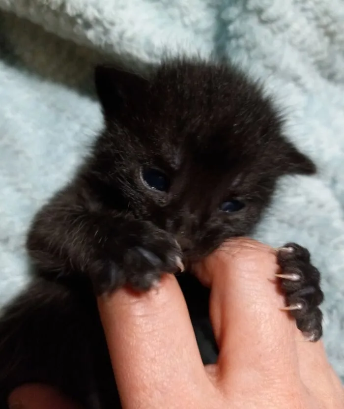 45 Adorable Cats Getting Ready For Takeoff With Their Aeroplane Ears From This Dedicated Page