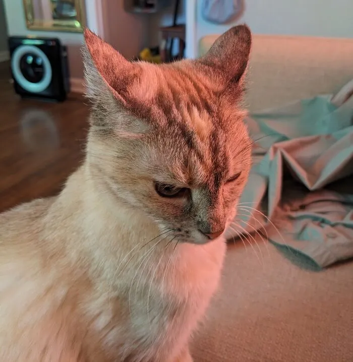 45 Adorable Cats Getting Ready For Takeoff With Their Aeroplane Ears From This Dedicated Page