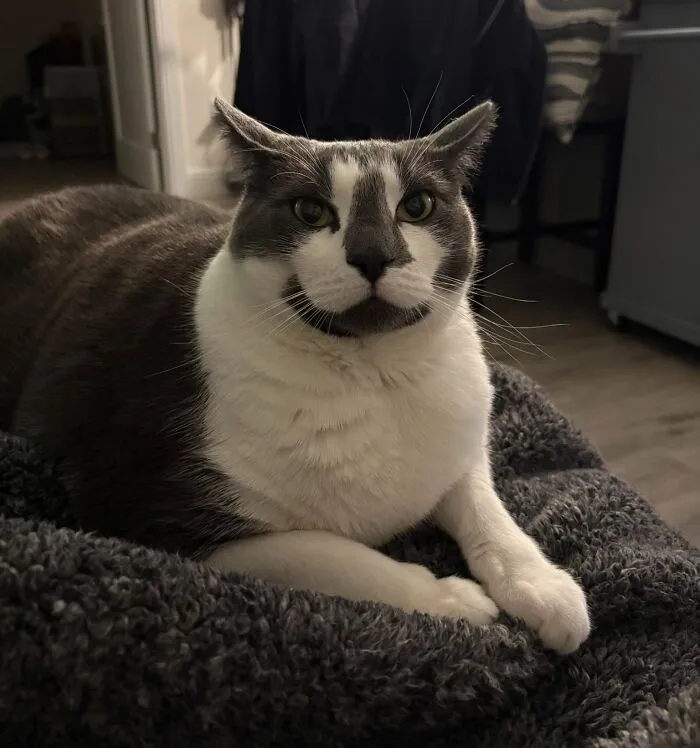45 Adorable Cats Getting Ready For Takeoff With Their Aeroplane Ears From This Dedicated Page